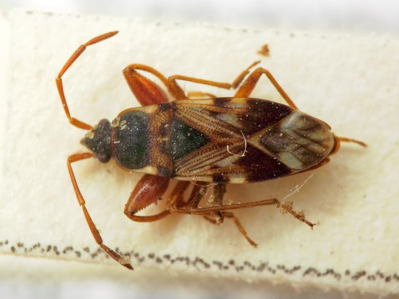 Scolopostethus pictus (Schilling, 1829)